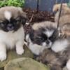 Pekingese puppies for sale