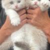 Absolutely Adorable Scottish Folds