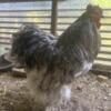 ALL AGES ROOSTERS AVAILABLE
