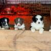 AKC Aussie puppies