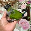 Baby Nanday conures available