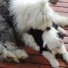 Old English Sheepdog puppies