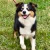 AKC AUSTRALIAN SHEPHERD FEMALE ADULT