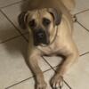 Young Female Adult Boerboel For Rehoming!