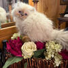 CFA Purebred Persian/Himalayan Kittens