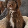 Aussiedoodle puppy available