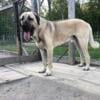 Purebred Turkish Kangal male intact looking for home