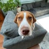 Walker Hound Female Good Family Dog