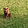 AKC Chocolate Labrador Retriever Puppies