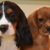 Cavalier King Charles AKC Spaniel Pups