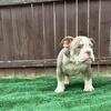 12 wk American Bullies