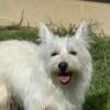 West Highland Terrier Female 