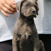 Cane Corso puppies with European champion bloodline