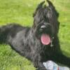 Giant Schnauzer