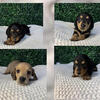 Miniature Dachshund Puppies