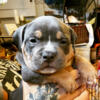 AMERICAN BULLY PUPPIES READY TO GO