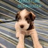 CKC Registered Miniature Schnauzer Male