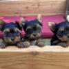 AKC tiny yorkies for sale