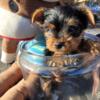 Biewer & traditional teacup sized Yorkies available!