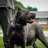 Blue lilac cane Corso female