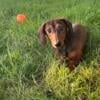 Miniature dachshund puppy smooth haired red female