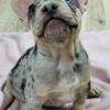 AKC registered Beautiful Frenchie puppies