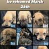 Boerboel puppies looking for forever homes