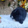 Pedigreed Holland Lop Bunnies