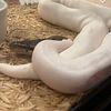 BEL CRB & hypo black pastel pied ball python