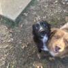 Two Australian shepherd brothers around 8 months old