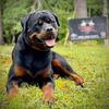 AKC German Bred Rottweiler puppies