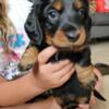 dachshund dapple and black and tan