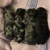 AKC Toy Poodle Puppies