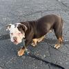 Old English Bulldog