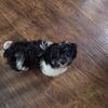 Maltipoo----JETT