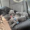 Great Dane Puppies