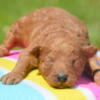 Micro Goldendoodle Born 8/7 Ready to go 10/10