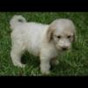 Mini Goldendoodle puppies