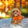 Exceptional Red Cavapoo Puppies ready for their forever homes. Cavadoodles