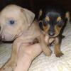 Chiweenie puppies southern indiana