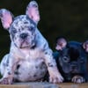 QUALITY FRENCH BULLDOG PUPPIES AVAILABLE 2 MALES AKC