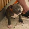 ABKC Reg American Bully Female Puppy