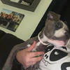 Blue nose pit
