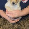 Adorable Mini Goldendoodle Puppies!