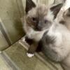 Purebred Siamese Kittens