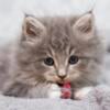 Little gray fluffy kitten maine coon