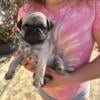 Pug puppy - fawn male