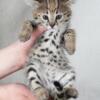 F1 SAVANNAH KITTENS AVAILABLE BOYS & GIRLS