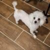 Toy poodle male Proven stud two years old