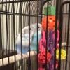 2 pairs of baby parakeets